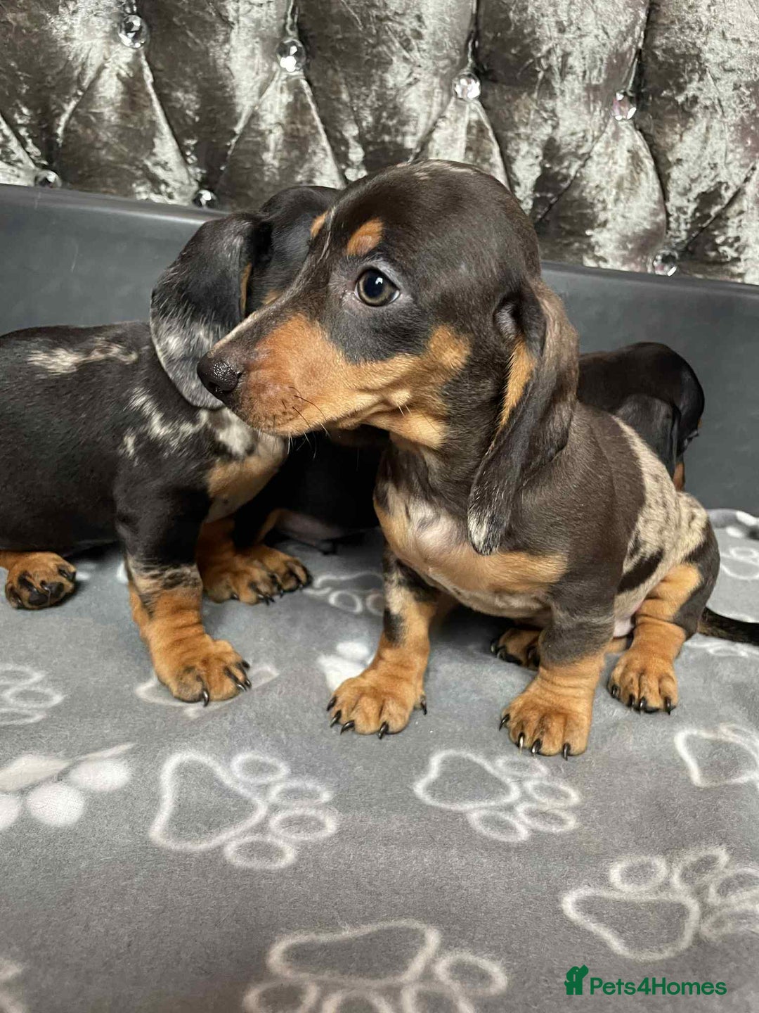 Miniature Dachshund dogs for sale: Miniature Dachund puppy - Image 3