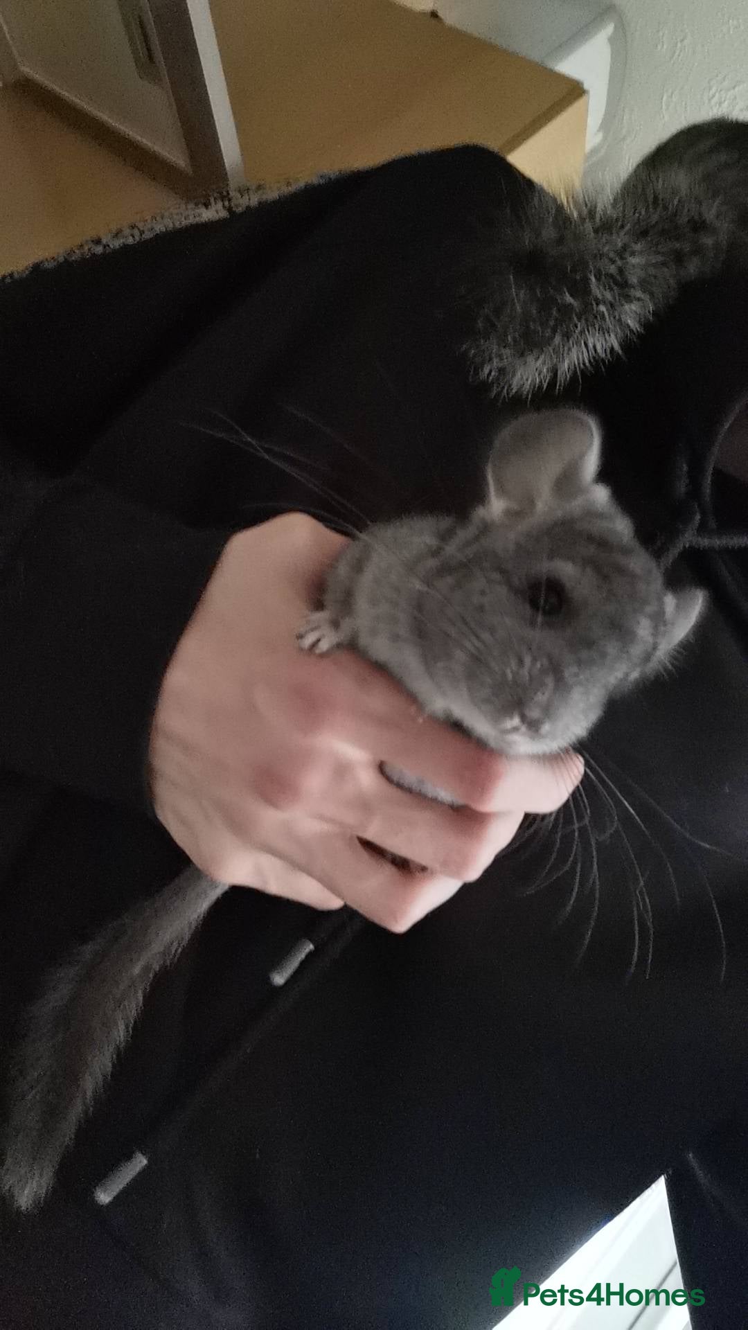 Chinchilla rodents Adorable Chinchilla Kits – 1 Male Left - Advert 2