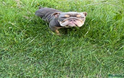 English Bulldog dogs for sale: Female lilac and tan English bulldog - Image 7