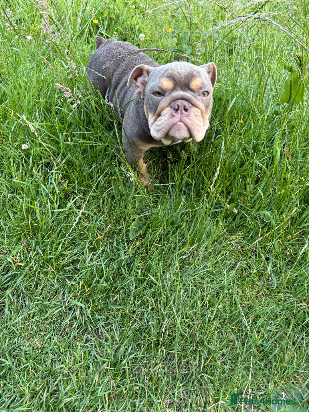 English Bulldog dogs for sale: Female lilac and tan English bulldog - Image 7