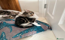 Bengal cats for sale: Bengal X Kittens - Image 9