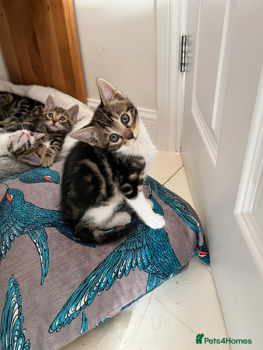 Bengal cats for sale: Bengal X Kittens - Image 9