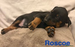 Dobermann dogs for sale: Doberman puppies  - Image 5