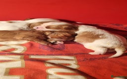 Cavalier King Charles Spaniel dogs for sale: Cavaliers King Charles spaniels - Image 17