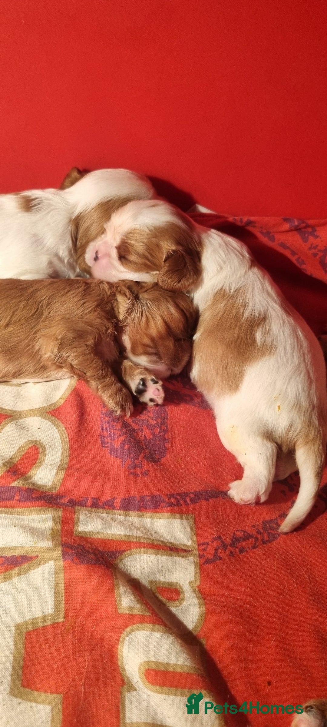 Cavalier King Charles Spaniel dogs for sale: Cavaliers King Charles spaniels - Image 17