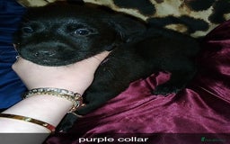 Mixed Breed dogs for sale: 10 lovely pups will be ready to go this week - Image 6