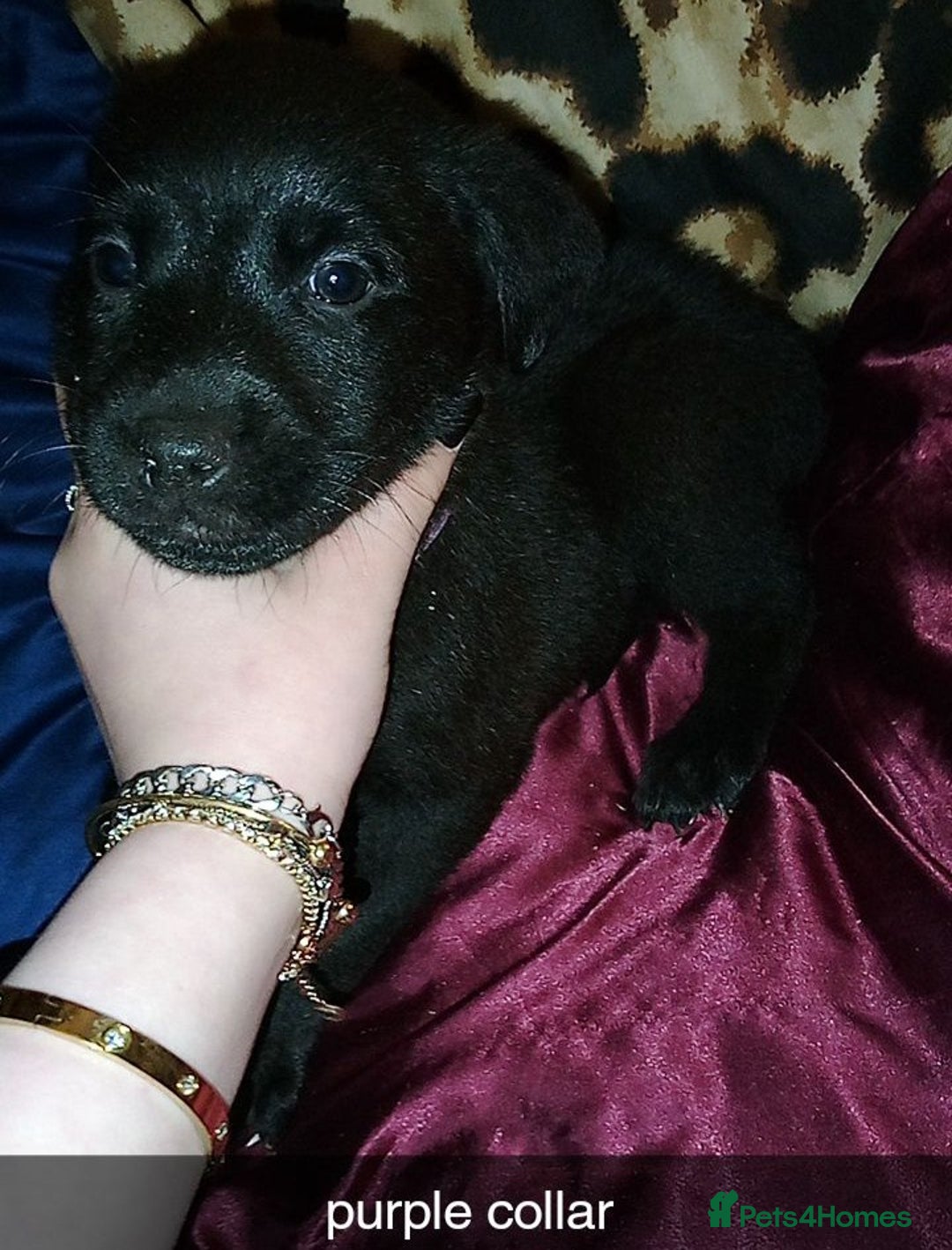 Mixed Breed dogs for sale: 10 lovely pups will be ready to go this week - Image 6