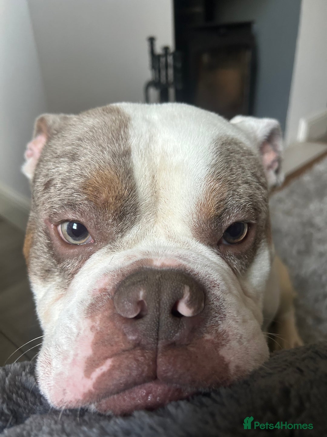 English Bulldog dogs for sale: Arthur  - Advert 5