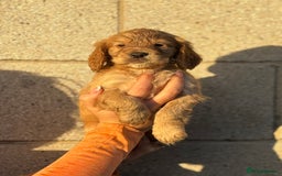Cocker Spaniel dogs for sale: Kc reg Golden working cocker spaniel puppies  - Advert 4