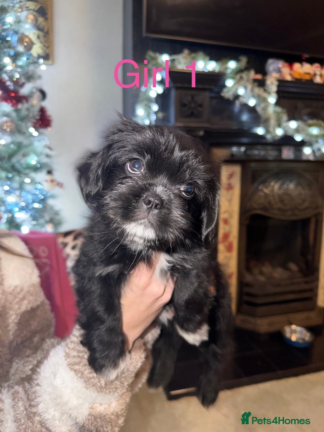 Mixed Breed dogs for sale: Shih Tzu x fluffy frenchie  - Advert 2