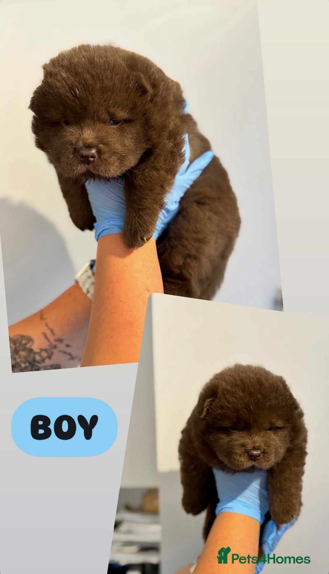 Chow Chow dogs for sale: chow chow puppies with champion stacked bloodline - Image 10
