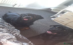 Mixed Breed dogs for sale: Corso weilers  - Image 10