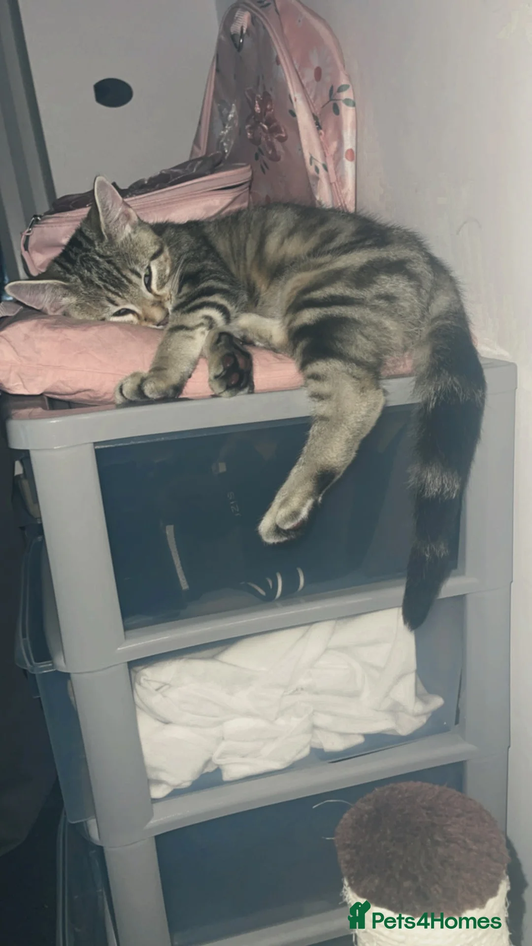 Bengal cats for sale: Two sisters in Royston - Advert 2