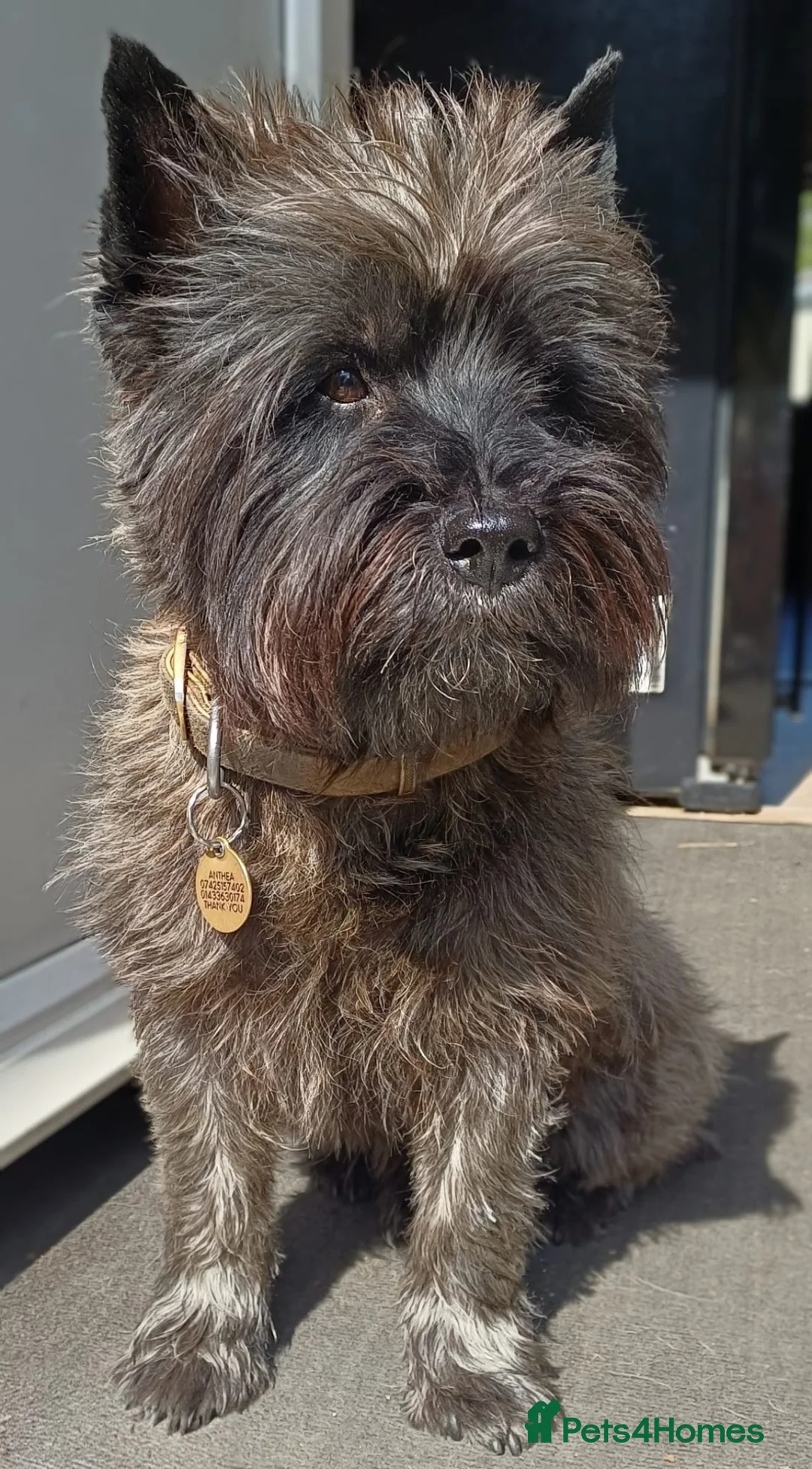 Cairn Terrier dogs for sale: Beautiful Cairn Terrier Puppies  - Advert 2