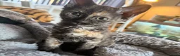 Devon Rex cats for sale: Devon rex  x sphynx kittens  in Bristol - Advert 10