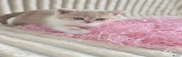 British Shorthair cats for sale: Beautiful British Shorthair Female Kitten 🐾🌸🌸🌸 - Advert 3