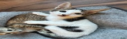 Mixed Breed cats for sale: Crossed Between Oriental short hair & White Bengal - Advert 19