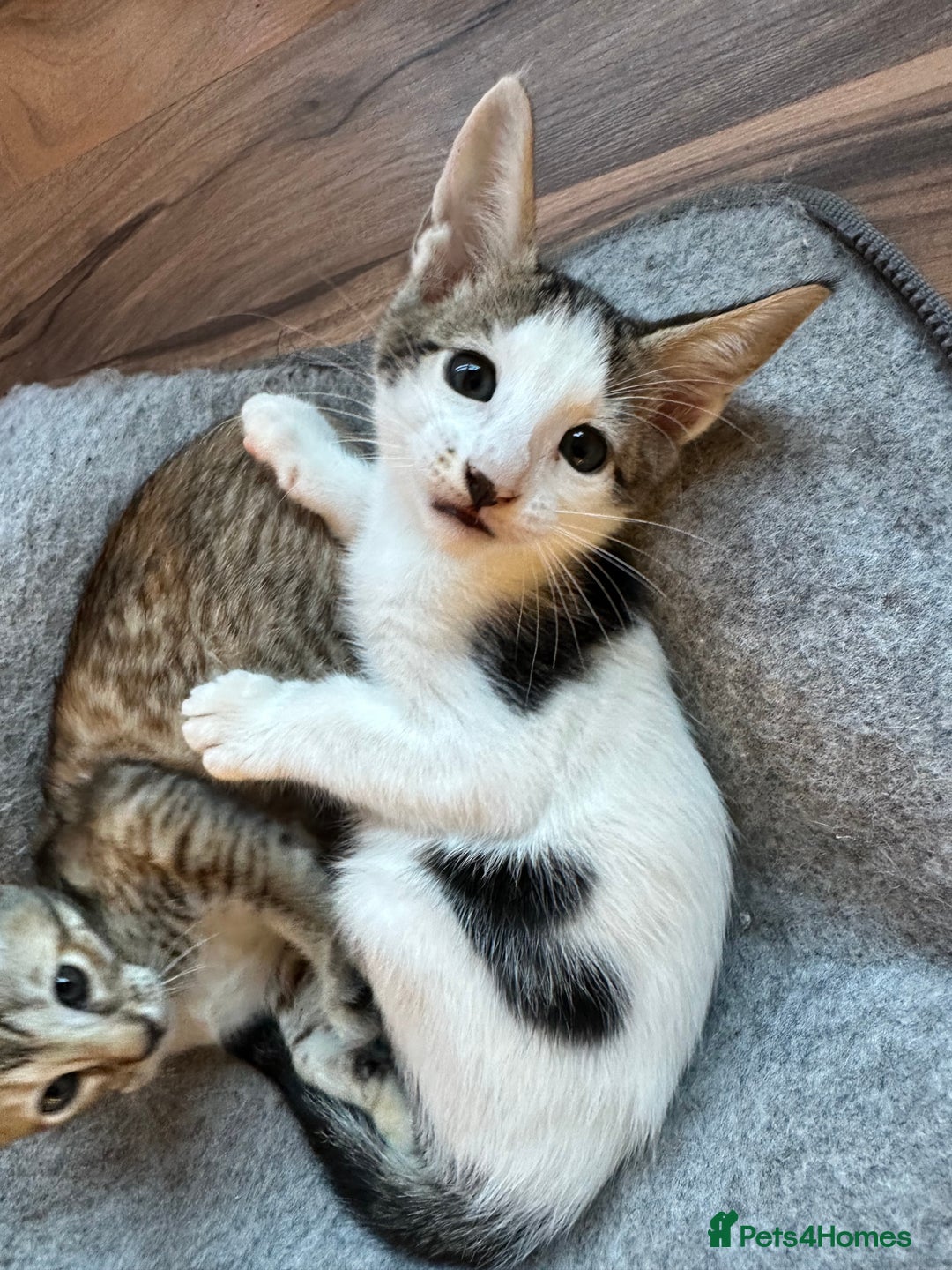 Mixed Breed cats for sale: Crossed Between Oriental short hair & White Bengal - Advert 19