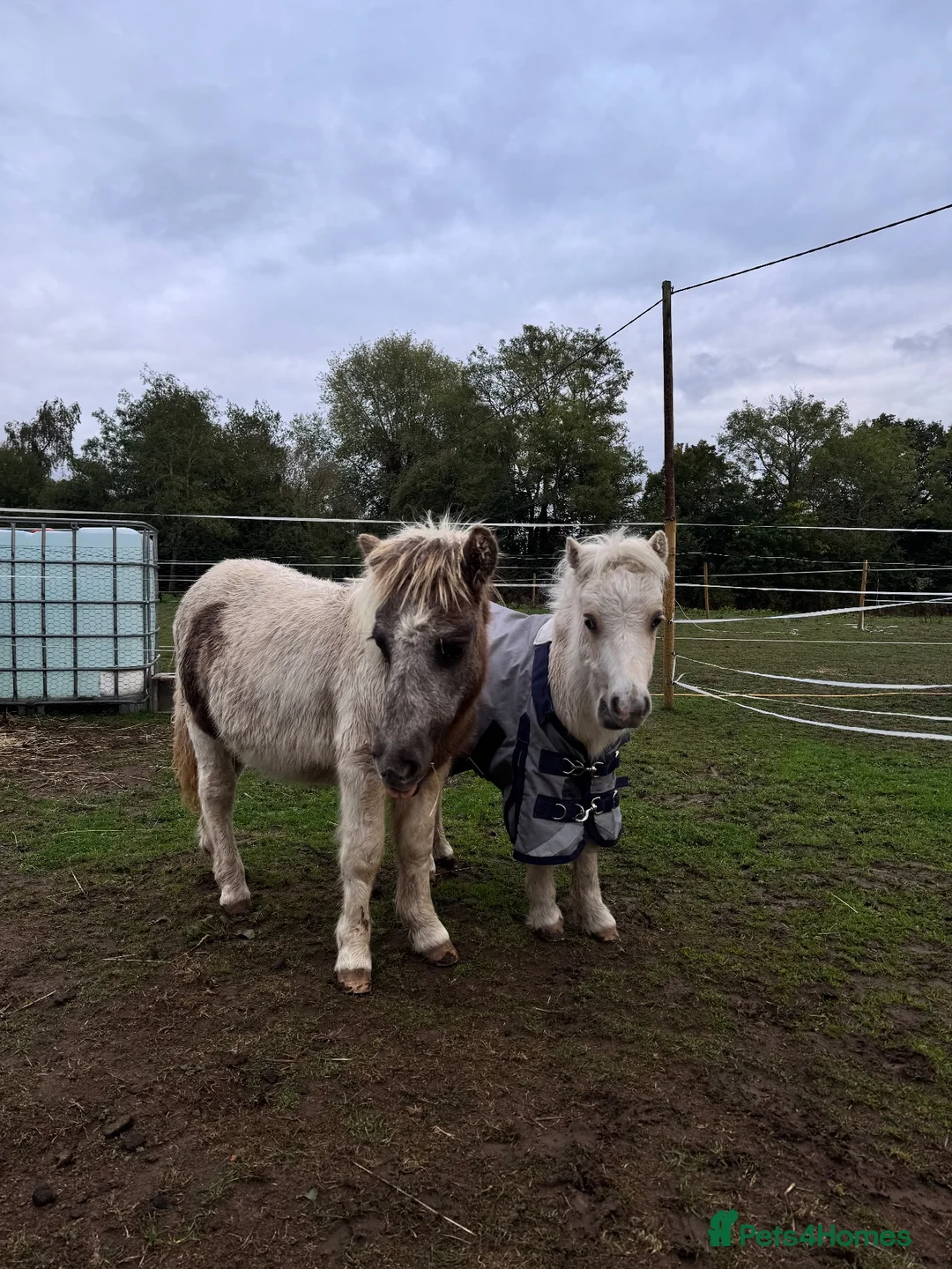 Shetland pony horses for sale: 6 month lord  in Reading - Advert 2