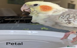 Cockatiels birds for sale: Hand-Reared male + female Cockatiels - Image 11