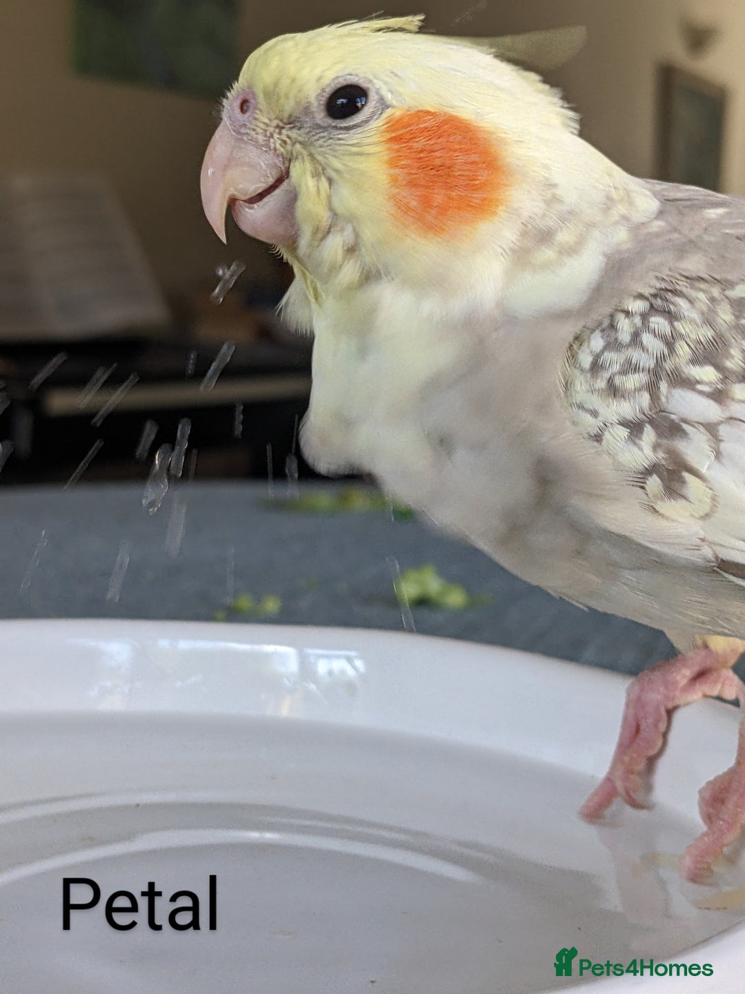 Cockatiels birds for sale: Hand-Reared male + female Cockatiels - Image 11