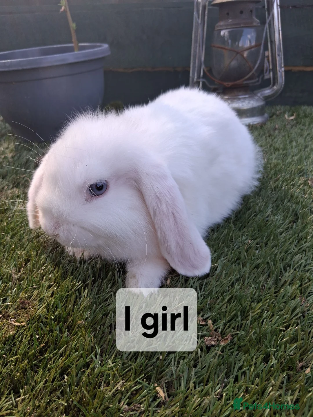 Mini Lop rabbits for sale: Mini lop rabbits - Advert 2
