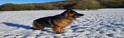 German Shepherd dogs for sale: KC registered long haired German Shepherd puppies - Advert 8