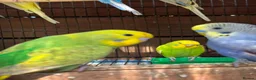 Budgerigars birds for sale: Budgies for sale  - Advert 6