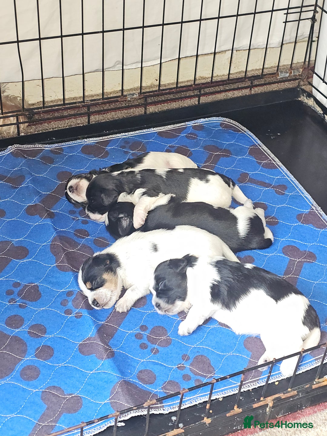Mixed Breed dogs for sale: Jack russell pups - Image 2