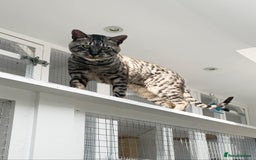 Savannah cats for sale: Retired F5 Silver Savannah boy with black nose - Image 13