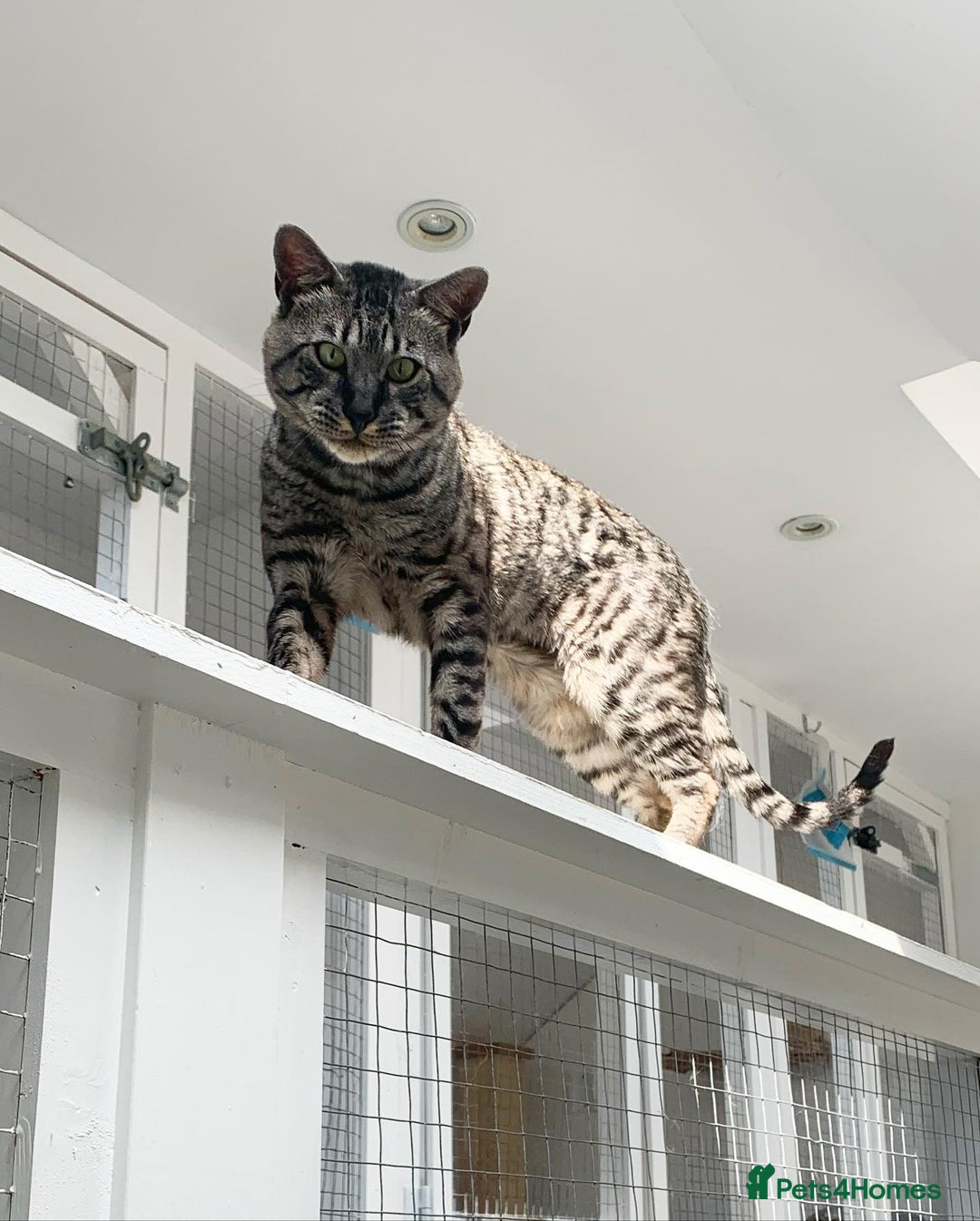 Savannah cats for sale: Retired F5 Silver Savannah boy with black nose - Image 13