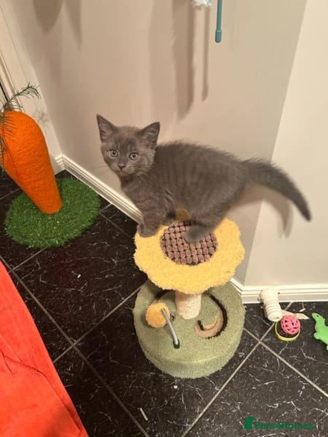 Russian Blue cats for sale: Purebred Russian Blue Kittens in Edinburgh - Advert 3