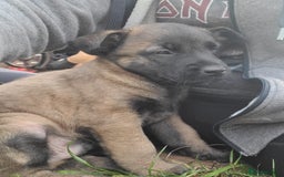 Mixed Breed dogs for sale: Belgium malinois cross German shepherds  - Image 4