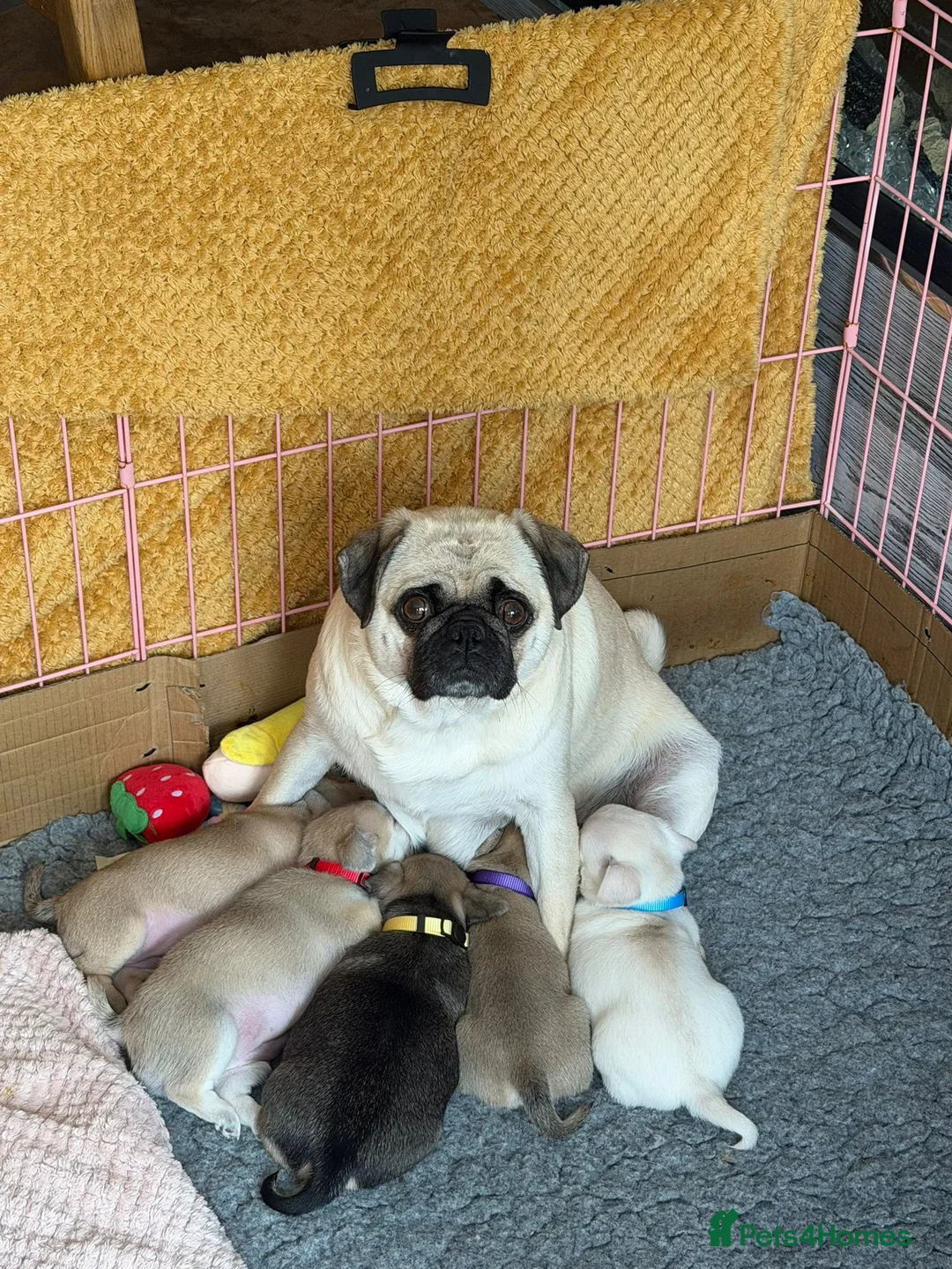 Chug dogs for sale: 5 Adorable Chug Puppies in Fordingbridge - Advert 1