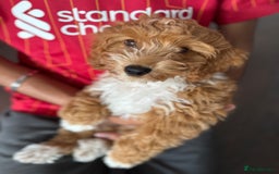Cockapoo dogs for sale: Cockerpoo Puppy - Image 2