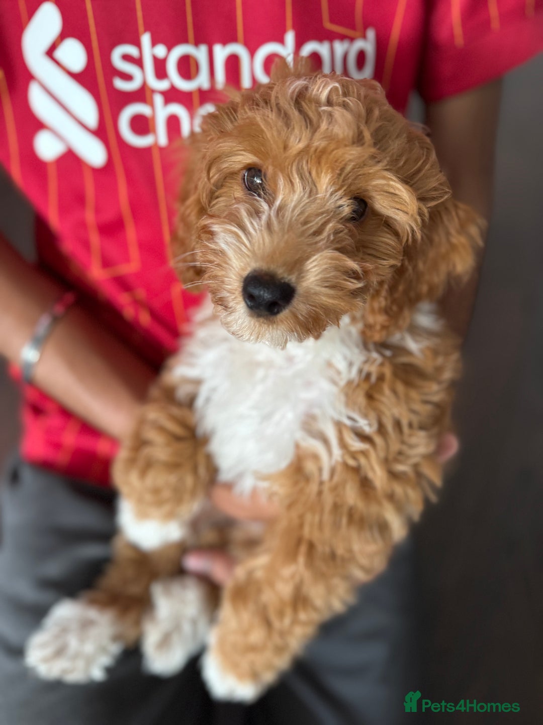 Cockapoo dogs for sale: Cockerpoo Puppy - Image 2