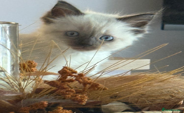 Ragdoll cats - Advert 5