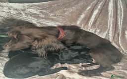 Cocker Spaniel dogs for sale: 3 beautiful cocker spaniel puppies ready now  - Image 3