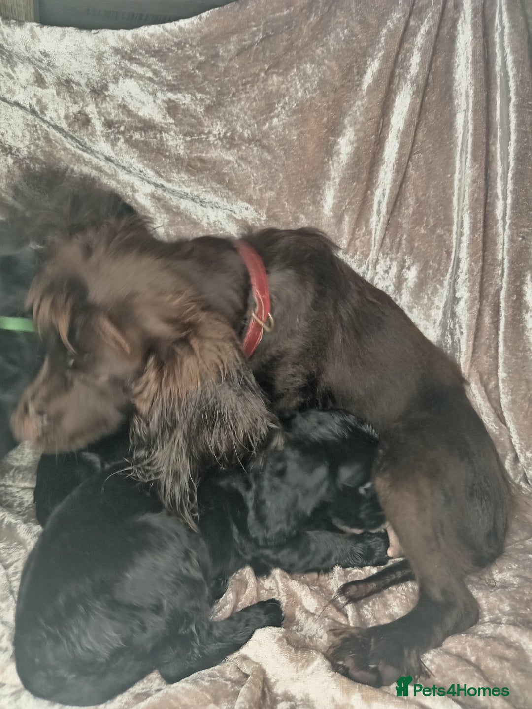 Cocker Spaniel dogs for sale: 3 beautiful cocker spaniel puppies ready now  - Image 3