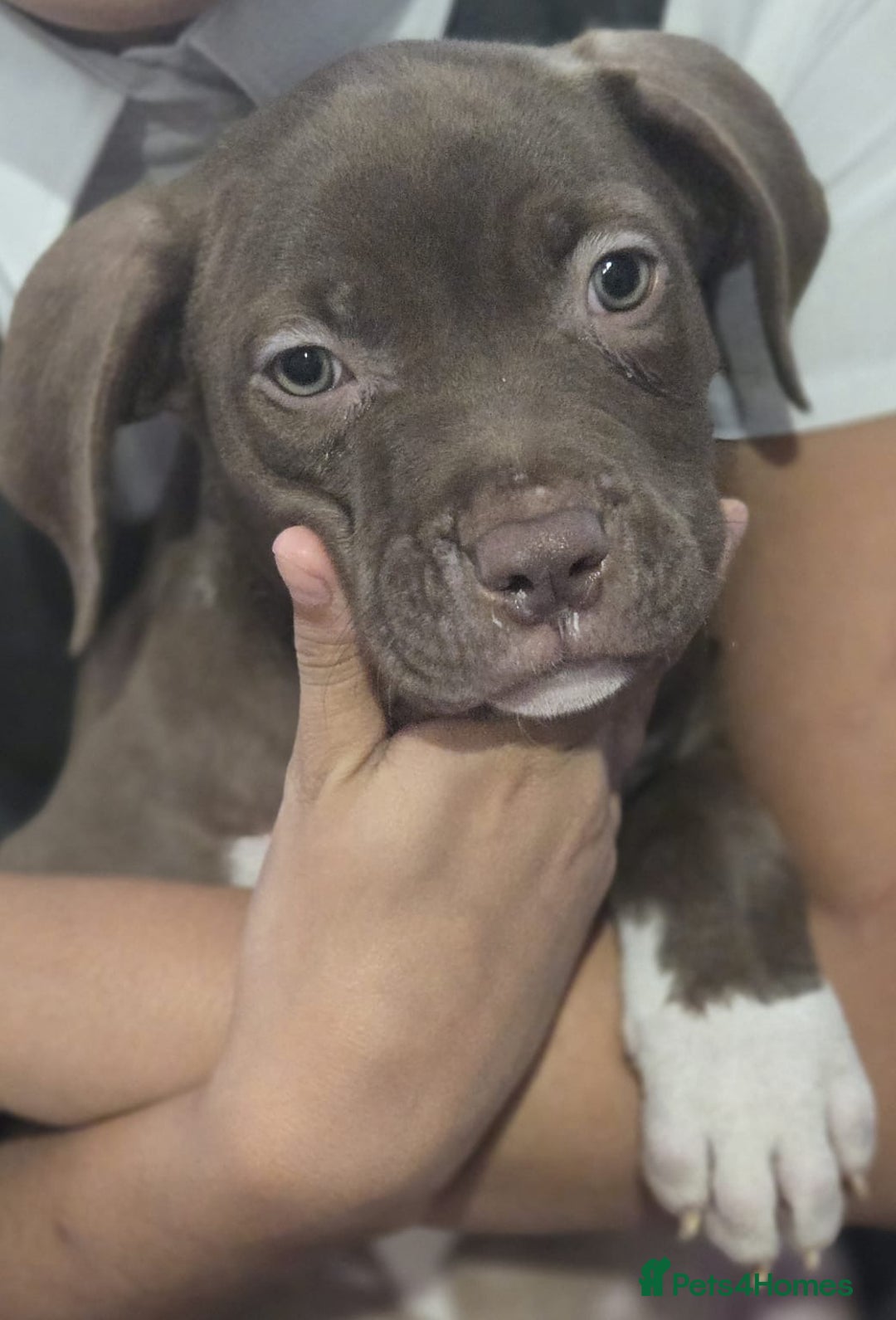 American Bulldog dogs for sale: American bulldog puppies  - Image 4