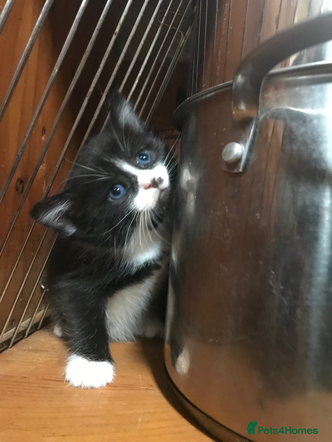 Mixed Breed cats for sale: 2 beautiful kittens  - Image 21