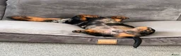 Dachshund dogs for sale: Dachshund  - Advert 5