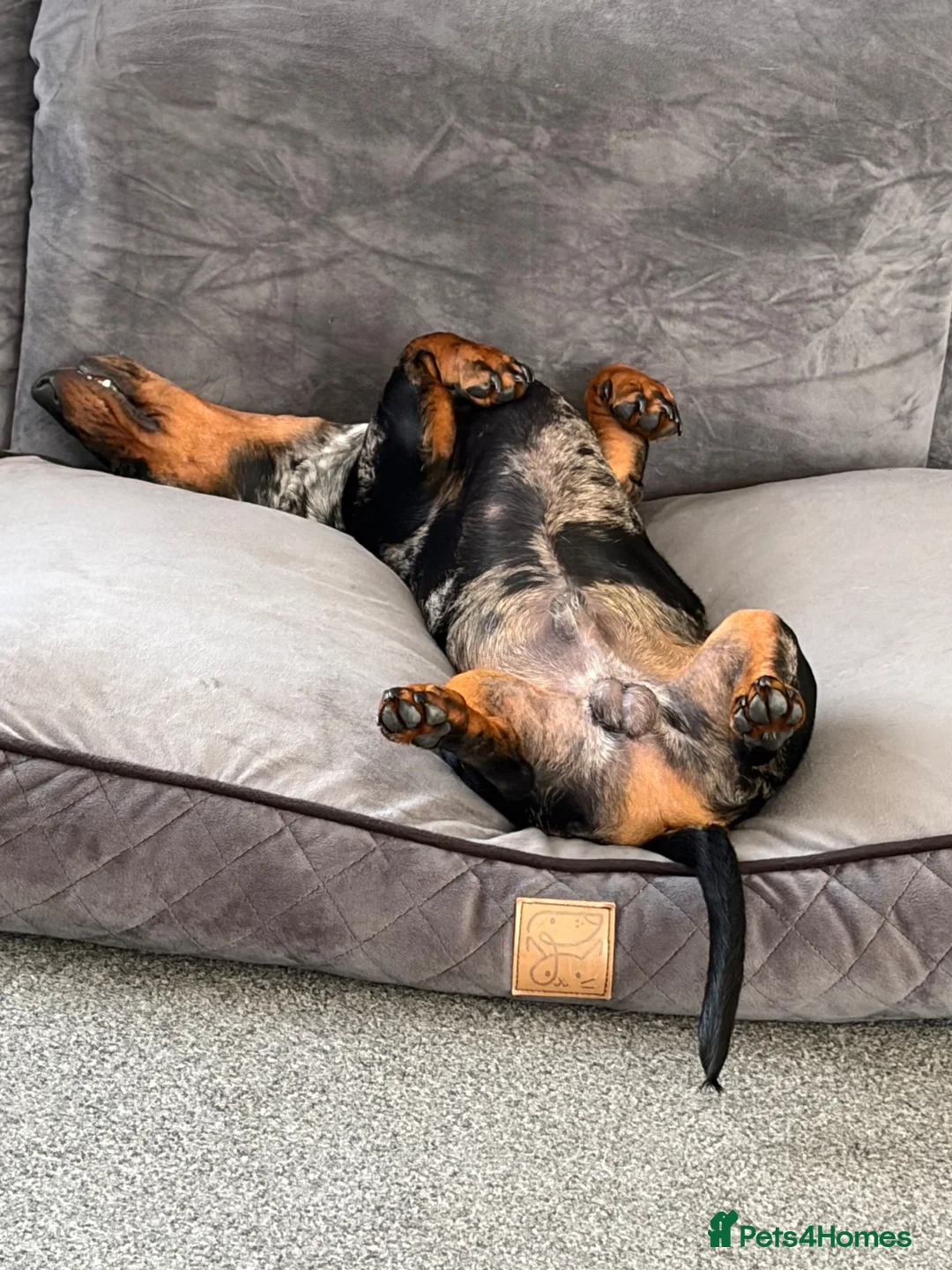 Dachshund dogs for sale: Dachshund  - Advert 5