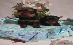 Yorkshire Terrier dogs for sale: 💝💝Beautiful miniature babies 💝💝 - Image 31