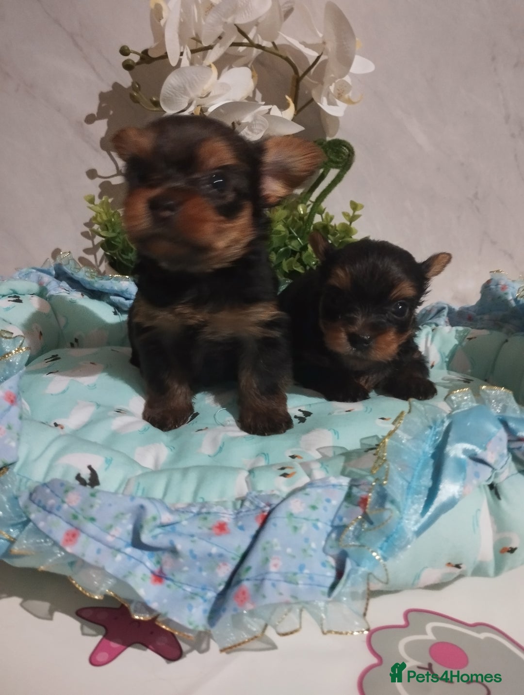 Yorkshire Terrier dogs for sale: 💝💝Beautiful miniature babies 💝💝 - Image 31