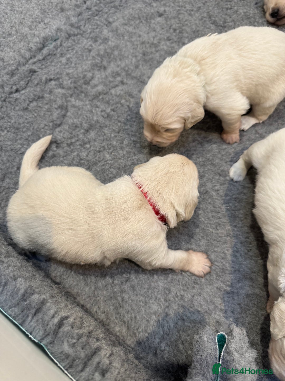 Golden Retriever dogs for sale: KC Beautiful Golden Retriever Cream Puppies - Advert 14