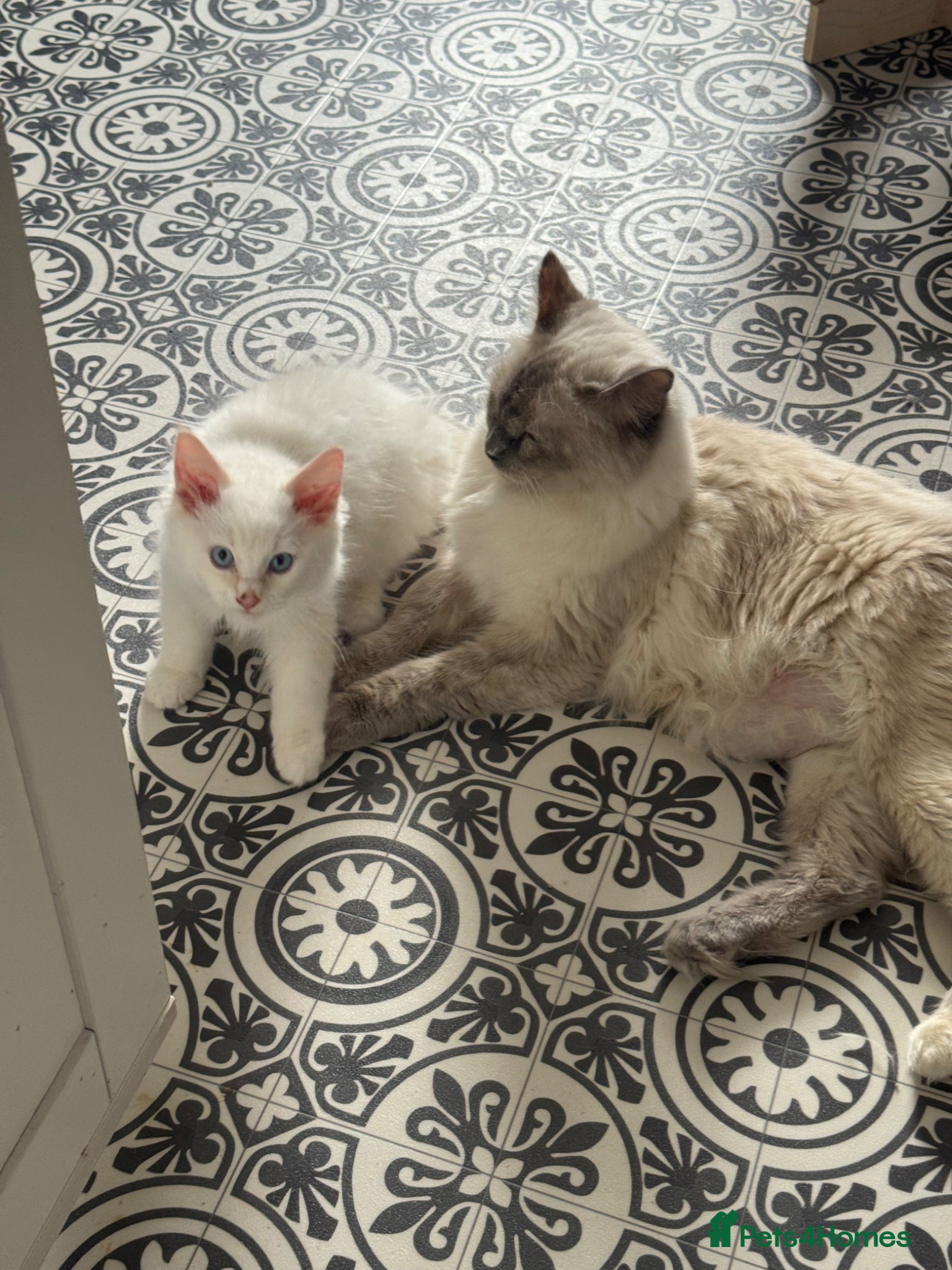 Ragdoll cats for sale: Ready to leave- 2 pedigree Ragdoll Boys - Advert 5