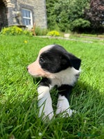 Mixed Breed dogs - Advert 15