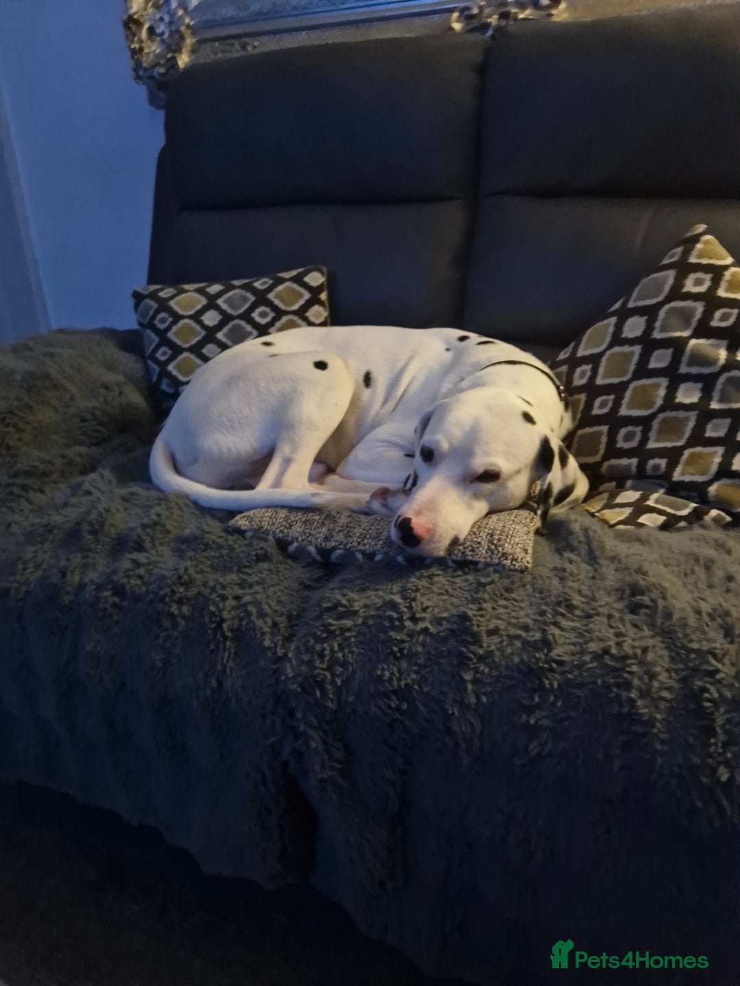Dalmatian dogs for sale: 12 month dalmation needs a new home - Advert 5