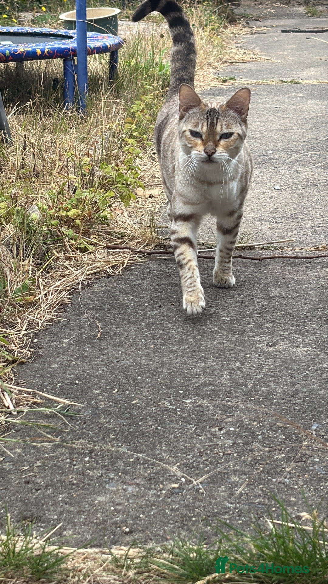 Bengal cats Luna snow lynx bengal - Advert 1